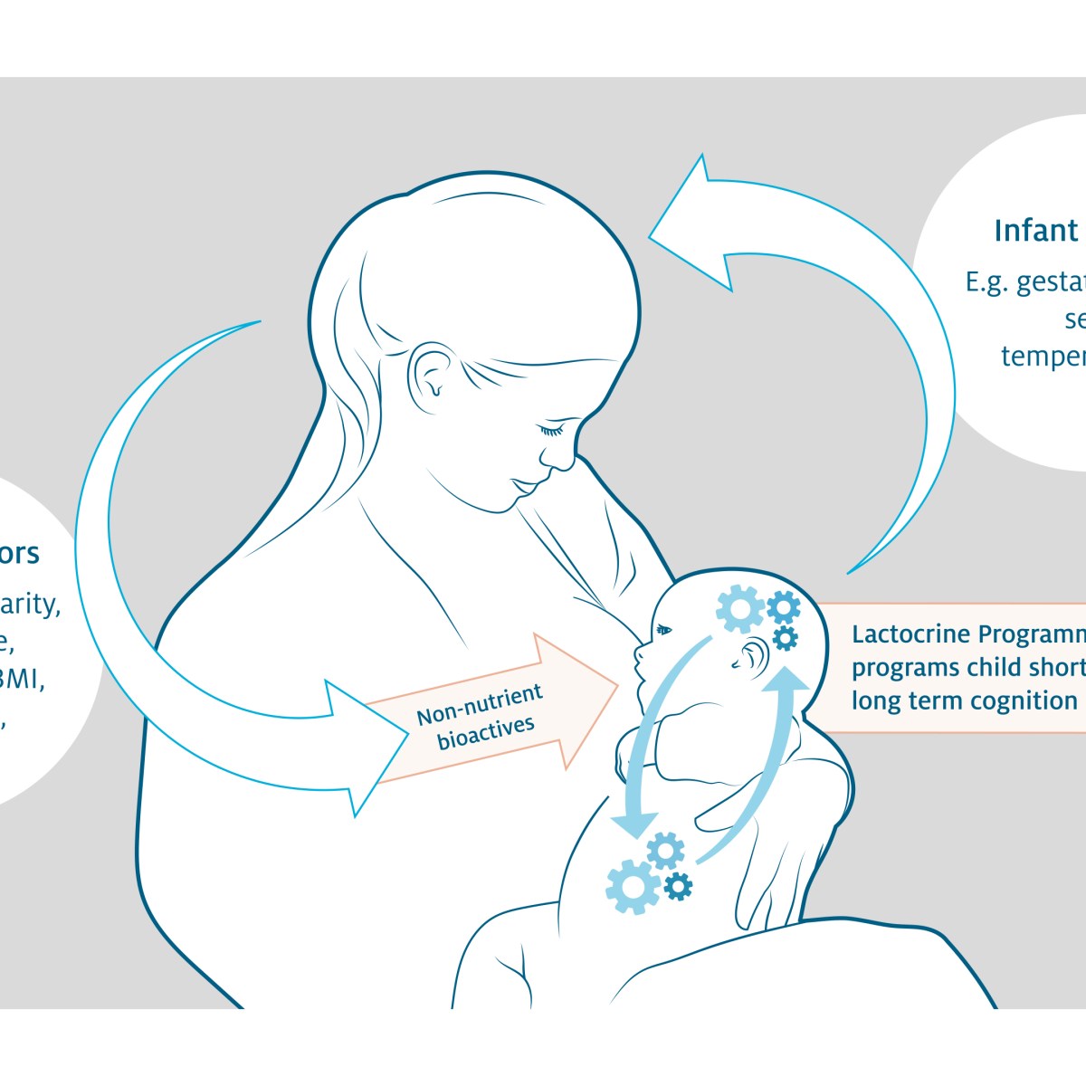 Our review paper on lactocrine programming is out!